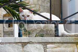 Weiße Hauskatze - Felis silvestris catus- White Cat