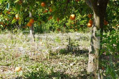 Orangenbäume - Citrus sinensis - Orange Trees