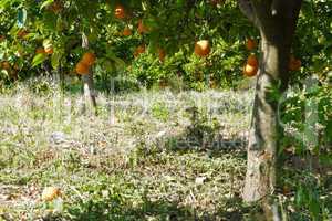 Orangenbäume - Citrus sinensis - Orange Trees