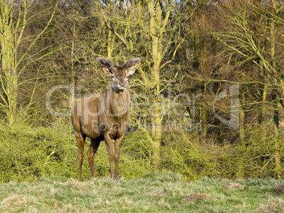 red deer