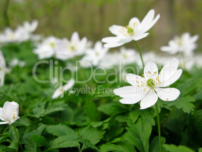 wood anemone