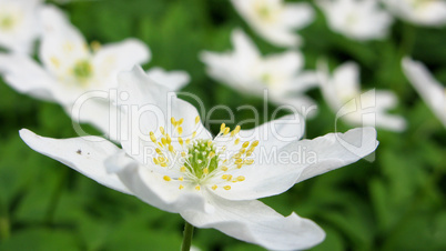 wood anemone