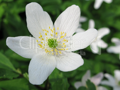 wood anemone