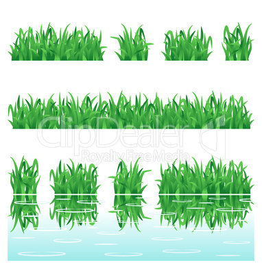 Fresh green grass rows