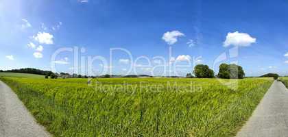 Roggenfeld Panorame - Panoramamic view of a rye field view with blue sky and clouds