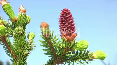 Red pinecone