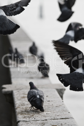 Tauben auf dem Markusplatz