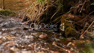 beautiful Creek with pure crystal water in a forest