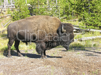 Yellowstone Fauna