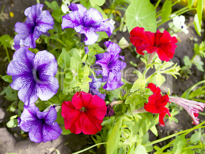 petunia flower beds of red and purple