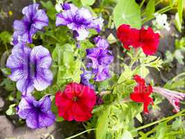 petunia flower beds of red and purple