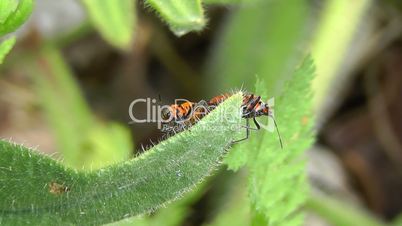 Shield Bug - Zimtwanzen