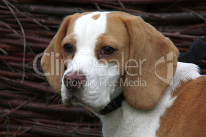 Beagle