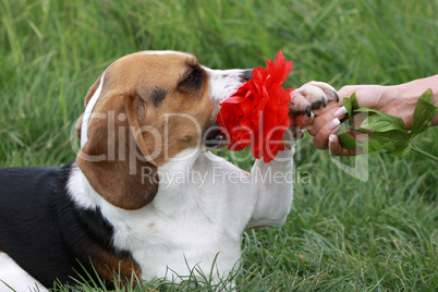 Beagle mit roter Blume