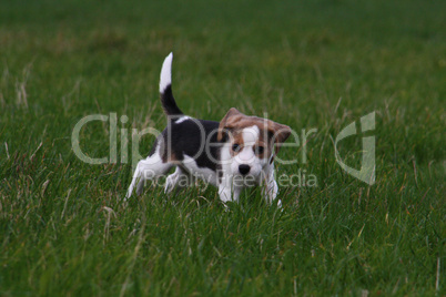 Beagle-Welpe