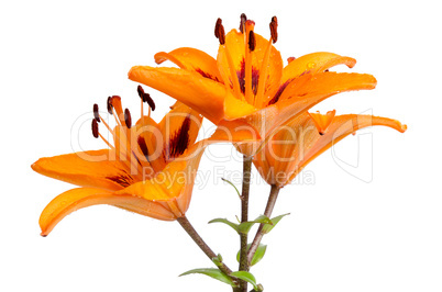 Orange lilies