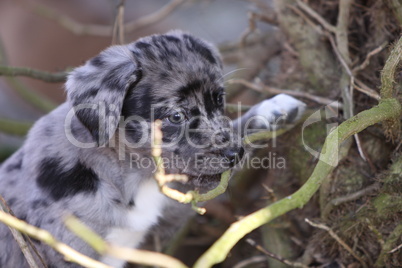 Hunde-Welpen