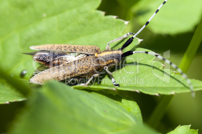 Thistle beetle - Distelbock