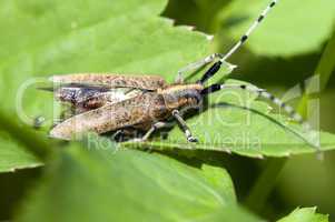 Thistle beetle - Distelbock