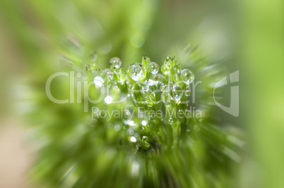 Water drops - Wassertropfen