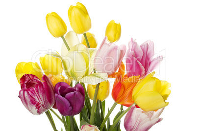 Tulips