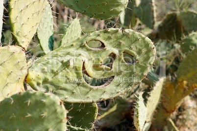 Smiling face carved in tzabar cactus, or prickly pear (Opuntia ficus Indica)