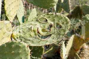 Smiling face carved in tzabar cactus, or prickly pear (Opuntia ficus Indica)
