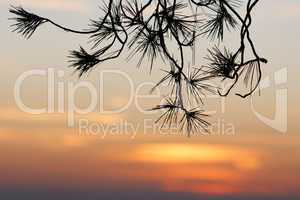 Pinetree branches silhouette on sunset background