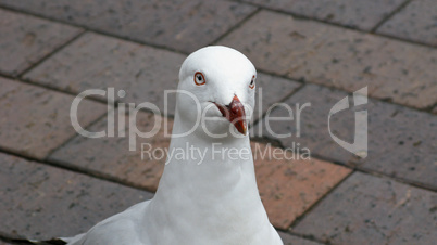 silver gull