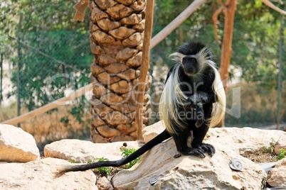 Black-and-white colobus monkey sitting under the palm-tree in zoo