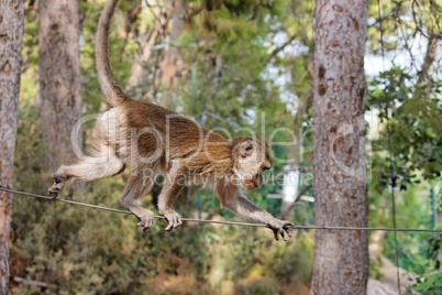 Rope-walking monkey