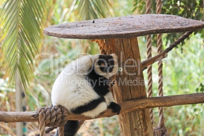 Black and white ruffed lemur in zoo