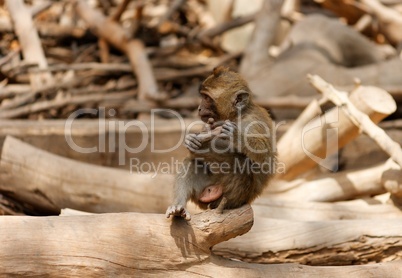 Monkey child sitting and holding its leg