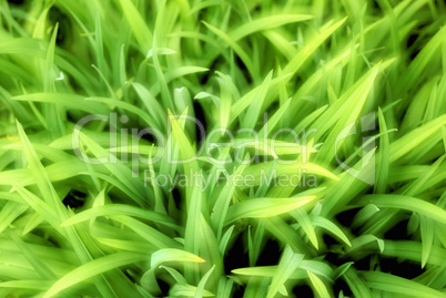 Close up of grass, nature stock photography