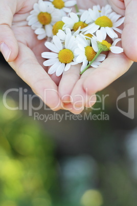 Blüten in der Hand
