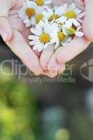 Blüten in der Hand