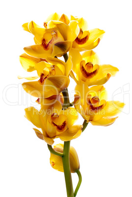 Fresh bright yellow orchid