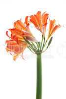 Orange lilys