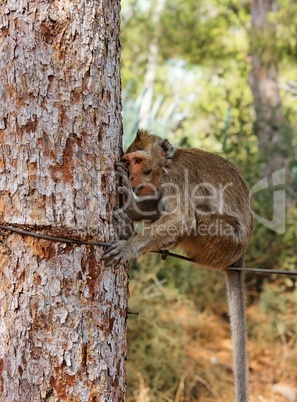 Small sad monkey sitting on the rope near the tree