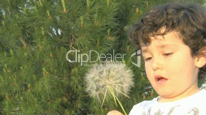 Little boy blowing a dandelion