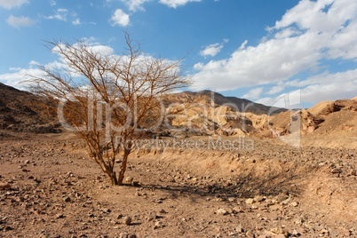 Desert landscape with dry acacia trees