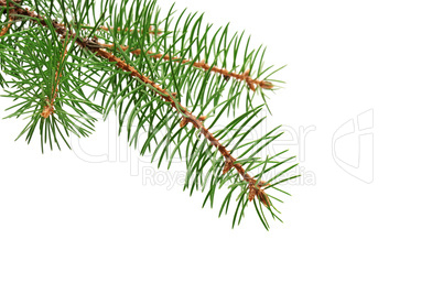 fir branch