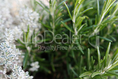 Thymian und Rosmarin - Thymus vulgaris and Rosemary