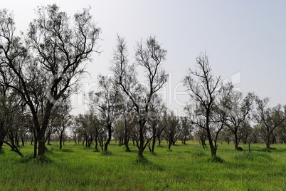 Row of bare trees in the spring among green grass and red flowers