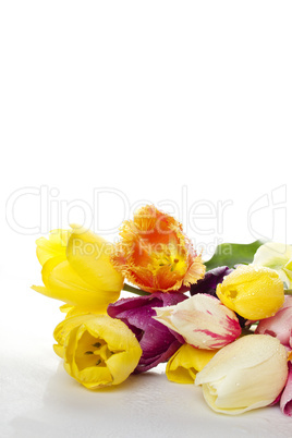 Tulip with water drops