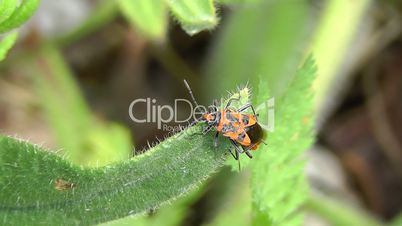 Shield Bug - Zimtwanzen