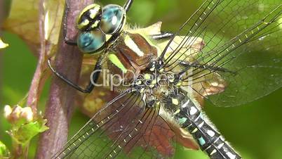 Southern Hawker - Blaugrüne Mosaikjungfer