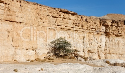 Acacia tree in the desert canyon near the Dead Sea, Israel