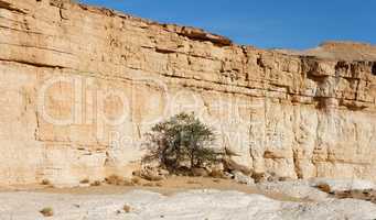 Acacia tree in the desert canyon near the Dead Sea, Israel