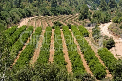 Orchard and grape vine rows in summer